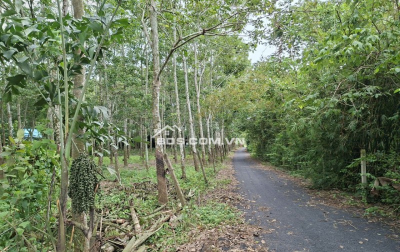 Cần sang nhượng gấp đất hẻm ô tô tải quay đầu đường Phú Thuận, Xã An Ninh Tây ( Trước là Xã Phú Mỹ Hưng , Huyện Củ Chi), TP.HCM