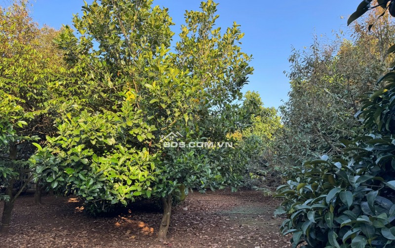  775 TRIỆU – ĐẤT FULL THỔ CƯ BÀU HÀM 2 - SỔ RIÊNG