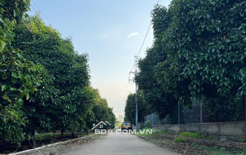  775 TRIỆU – ĐẤT FULL THỔ CƯ BÀU HÀM 2 - SỔ RIÊNG