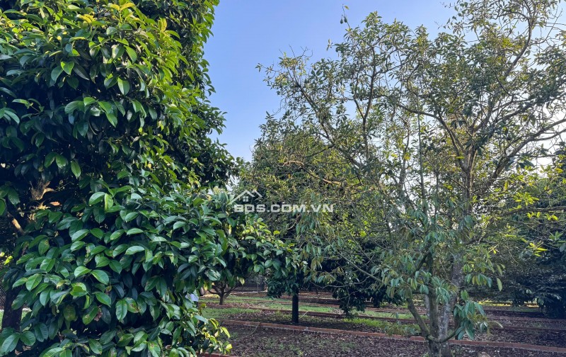  775 TRIỆU – ĐẤT FULL THỔ CƯ BÀU HÀM 2 - SỔ RIÊNG