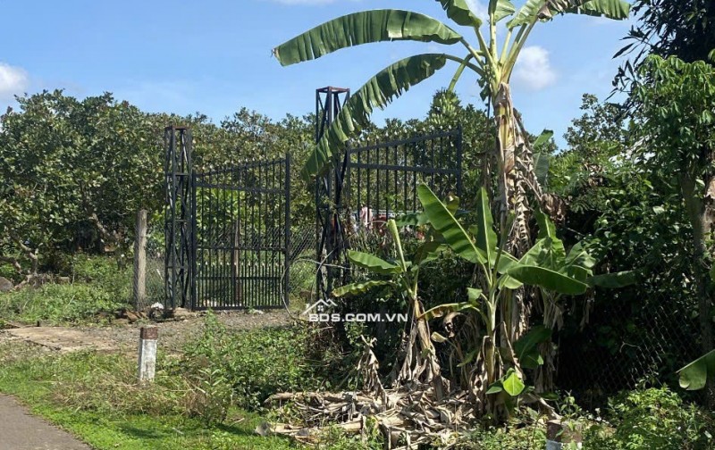 Chính chủ tôi bán đất ở Thanh Hoà diện tích 279m2 thổ cư giá 450tr