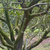  CHỦ NGỘP CẦN BÁN LÔ ĐẤT THỔ CƯ - SẲN VƯỜN BƯỞI MÀ CHỈ 250 TRIỆU.