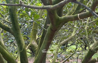  CHỦ NGỘP CẦN BÁN LÔ ĐẤT THỔ CƯ - SẲN VƯỜN BƯỞI MÀ CHỈ 250 TRIỆU.