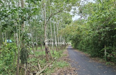 Cần sang nhượng gấp đất hẻm ô tô tải quay đầu đường Phú Thuận, Xã An Ninh Tây (Xã Phú Mỹ Hưng , Huyện Củ Chi), TP.HCM