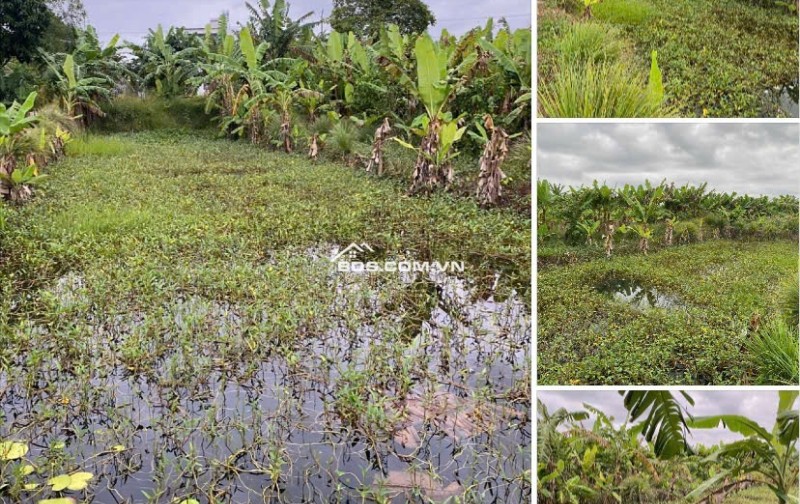 Bán Đất Chính Chủ 2.011m2 Dọc TL 944 Chợ Mới, Xã An Thạnh Trung, An Giang