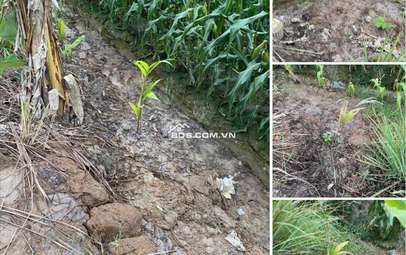 Bán Đất Chính Chủ 2.011m2 Dọc TL 944 Chợ Mới, Xã An Thạnh Trung, An Giang