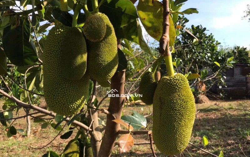 Chính Chủ Bán 20.000m2 Đất xã Đắk Ru, Đắk R