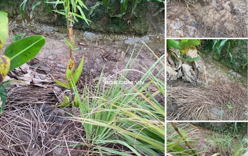 Bán Đất Chính Chủ 2.011m2 Dọc TL 944 Chợ Mới, Xã An Thạnh Trung, An Giang