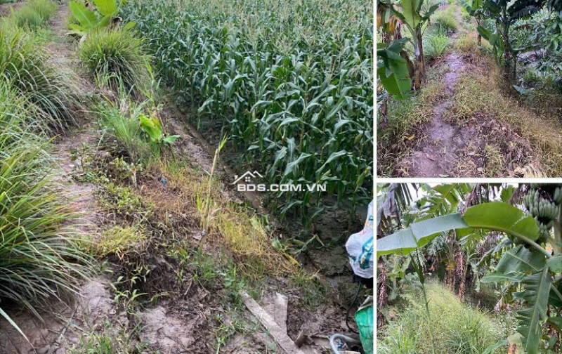 Bán Đất Chính Chủ 2.011m2 Dọc TL 944 Chợ Mới, Xã An Thạnh Trung, An Giang