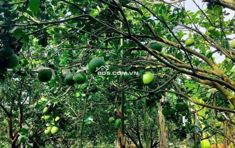 CHỈ VỚI 250TR SỞ HỮU ĐẤT THỔ CƯ NGAY HÔM NAY - TĂNG VƯỜN BƯỞI ĐANG THU HOẠCH