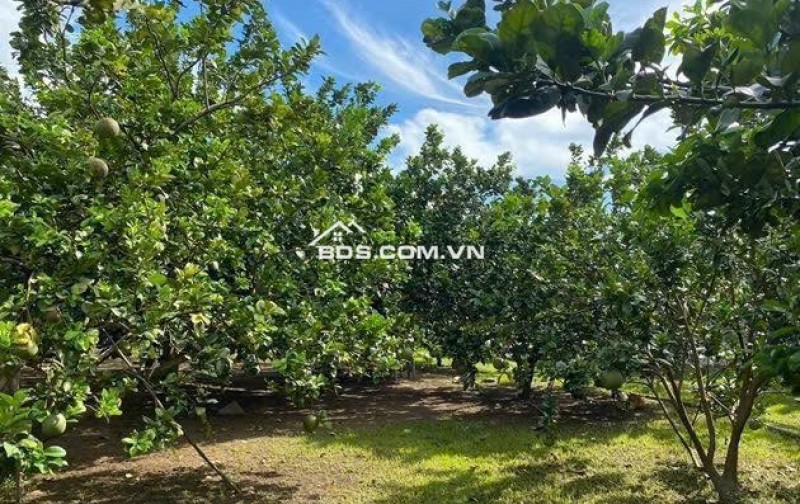 CHỈ VỚI 250TR SỞ HỮU ĐẤT THỔ CƯ NGAY HÔM NAY - TĂNG VƯỜN BƯỞI ĐANG THU HOẠCH