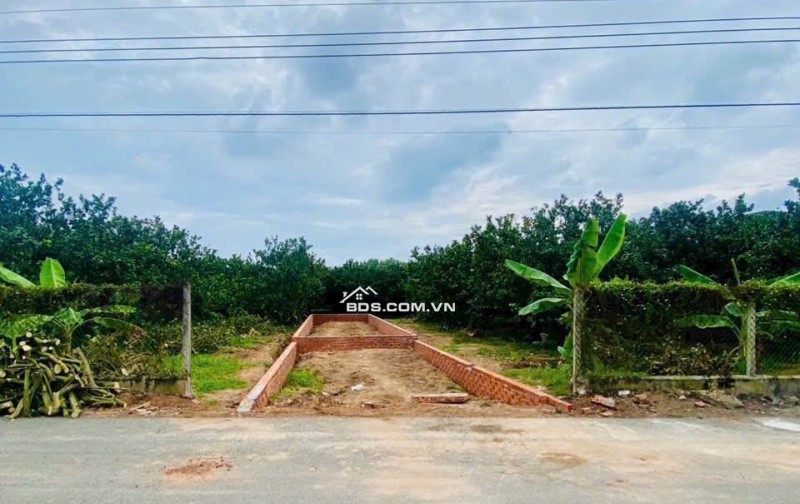 CHỈ VỚI 250TR SỞ HỮU ĐẤT THỔ CƯ NGAY HÔM NAY - TĂNG VƯỜN BƯỞI ĐANG THU HOẠCH