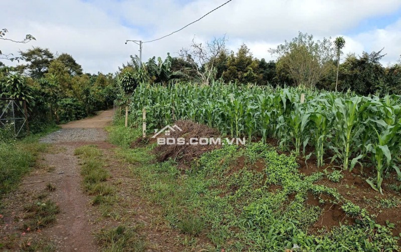 Bán 166,6m2 đất Tân Lạc Lâm Đồng, sẵn SHR, chỉ 450tr buông sổ. Lh:0983762203