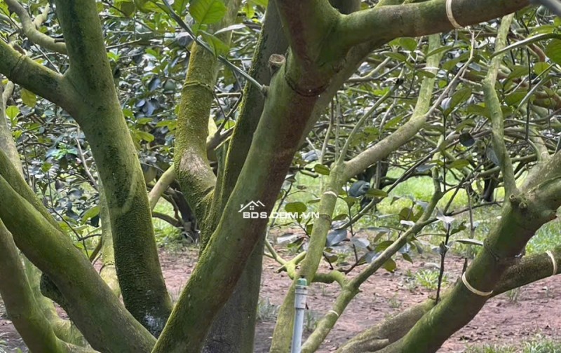 CHỈ VỚI 250TR SỞ HỮU ĐẤT THỔ CƯ NGAY HÔM NAY - TĂNG VƯỜN BƯỞI ĐANG THU HOẠCH