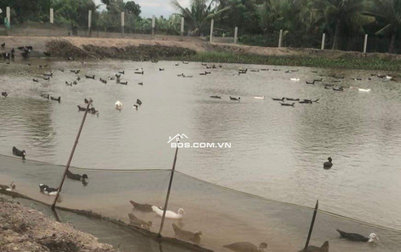 Bán lô đất thổ phân lô mặt tiền đê bao giá 7,5 tỷ