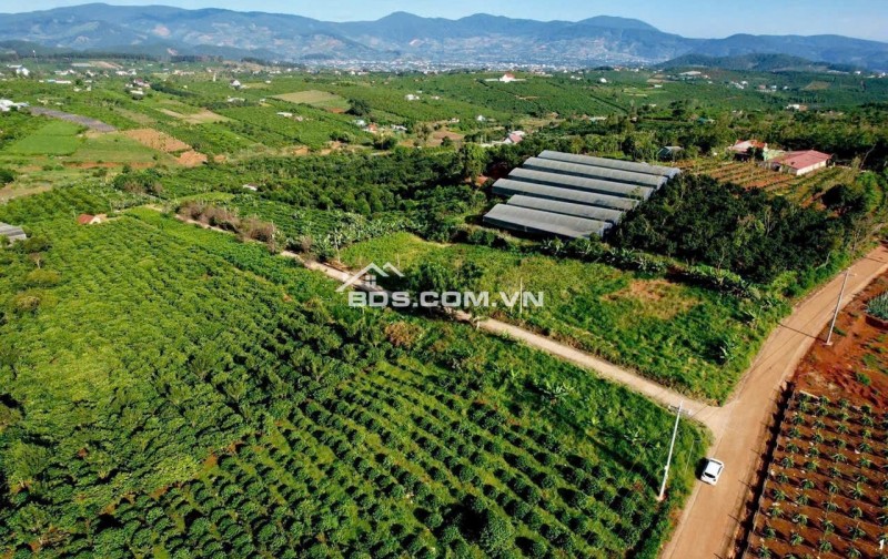 Mai Anh Đào Village – Lâm Hà 1.000m² đất, 100m² thổ cư sẵn