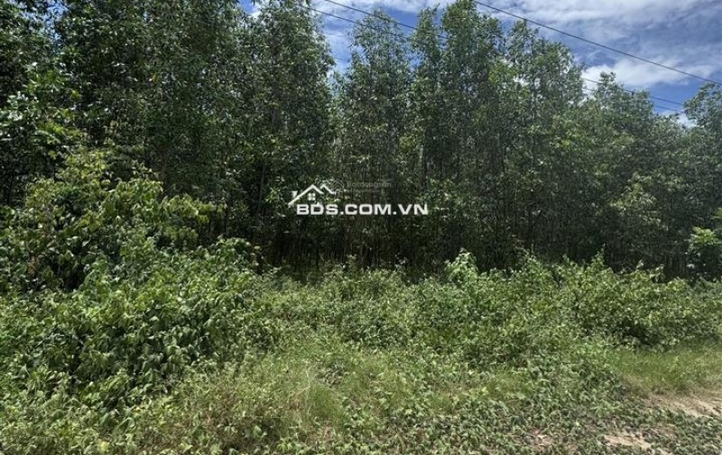 Đất ở giá mềm Xuân Thọ, Xuân Sơn 117,9m², ngang 5m, đường đất 3m, chỉ 470 triệu