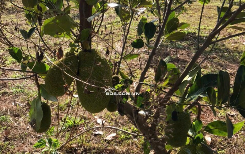 Chính Chủ Bán 20.000m2 Đất xã Đắk Ru, Đắk R