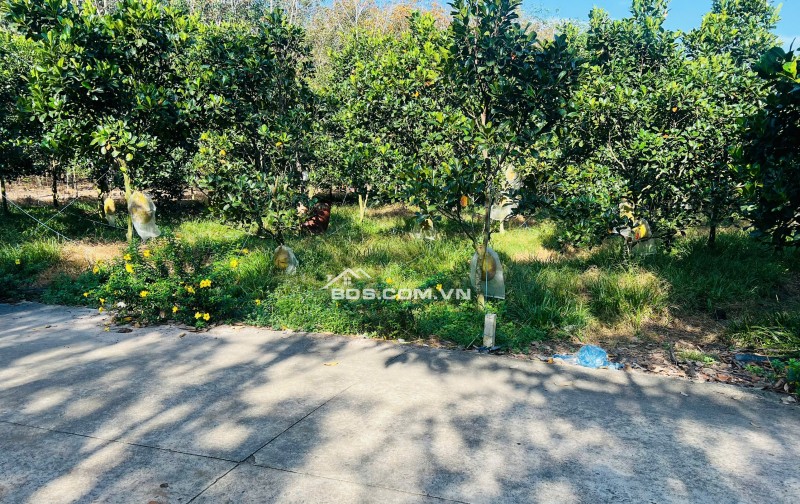 Bán Vườn Mít Thái, 680m2 thổ cư 300m2, Gần Chợ, Gần Ủy Ban, Đông dân cư