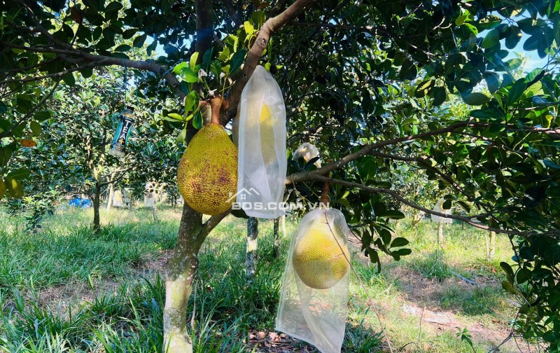 Bán Vườn Mít Thái, 680m2 thổ cư 300m2, Gần Chợ, Gần Ủy Ban, Đông dân cư