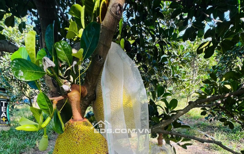 Bán Vườn Mít Thái, 680m2 thổ cư 300m2, Gần Chợ, Gần Ủy Ban, Đông dân cư