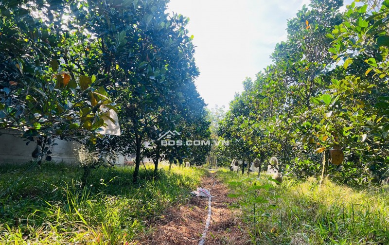 Bán Vườn Mít Thái, 680m2 thổ cư 300m2, Gần Chợ, Gần Ủy Ban, Đông dân cư