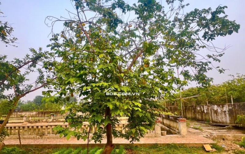 Bán Đất Thường Tín -Hà Nội- 1381m2 full thổ cư -Pháp lý sạch – Mt 26m2 giá nhỉnh 10 tỷ