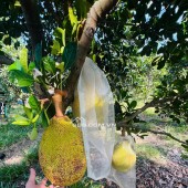 Bán Vườn Mít Thái, 680m2 thổ cư 300m2, Gần Chợ, Gần Ủy Ban, Đông dân cư