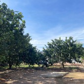 [HOT] Đất vườn bưởi 5x50 thổ cư 100 Trừ Văn Thố giá cực tốt