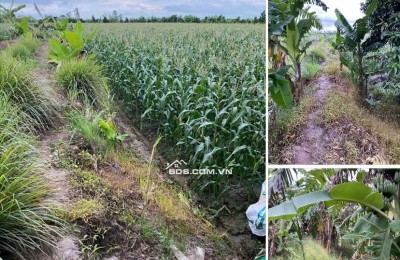 Bán Đất Chính Chủ 2.011m2 Dọc TL 944 Chợ Mới, Xã An Thạnh Trung, An Giang