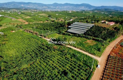 Mai Anh Đào Village – Lâm Hà 1.000m² đất, 100m² thổ cư sẵn