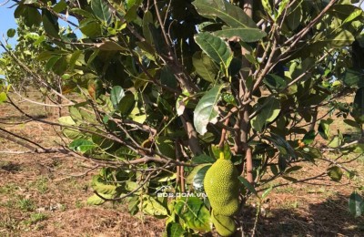 Chính Chủ Bán 20.000m2 Đất xã Đắk Ru, Đắk R