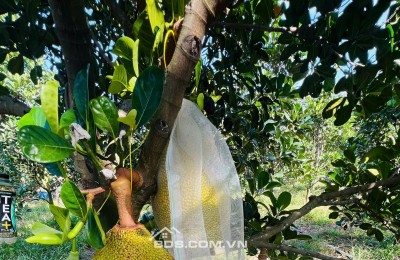 Bán Vườn Mít Thái, 680m2 thổ cư 300m2, Gần Chợ, Gần Ủy Ban, Đông dân cư