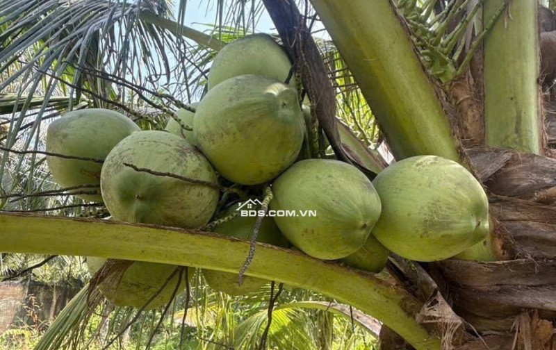 CẦN BÁN ĐẤT + NHÀ  Vị trí: Xã Phú Mỹ, Mỏ Cày Bắc, Bến Tre (Phước Mỹ Trung, Vĩnh Long mới)