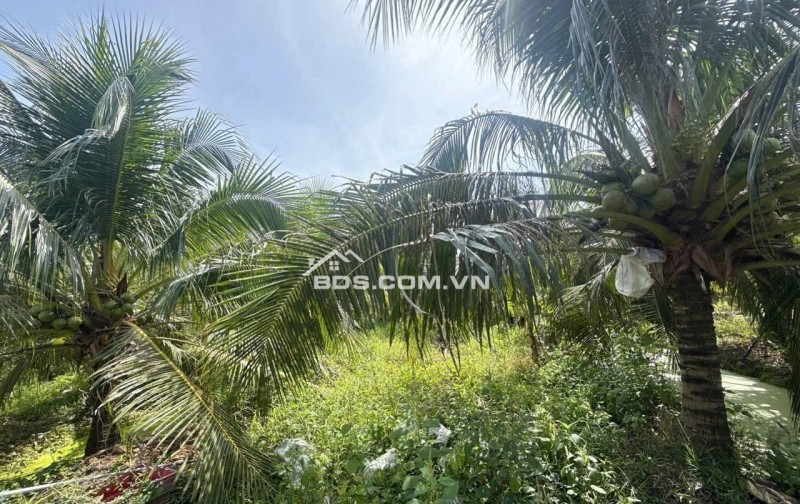 CẦN BÁN ĐẤT + NHÀ  Vị trí: Xã Phú Mỹ, Mỏ Cày Bắc, Bến Tre (Phước Mỹ Trung, Vĩnh Long mới)