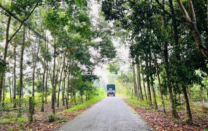 Nóng nóng…. Bán cực gấp Lô đất tại mặt tiền đường Phạm Thị Quới (LG 16m)  7000m2