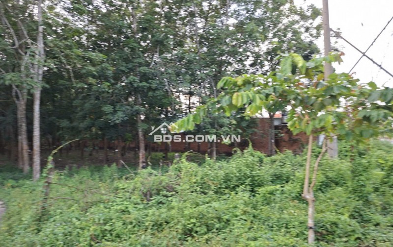 Cần thanh lý trong tháng lô đất HXH đường Phú Thuận, Huyện Củ Chi, TP.HCM