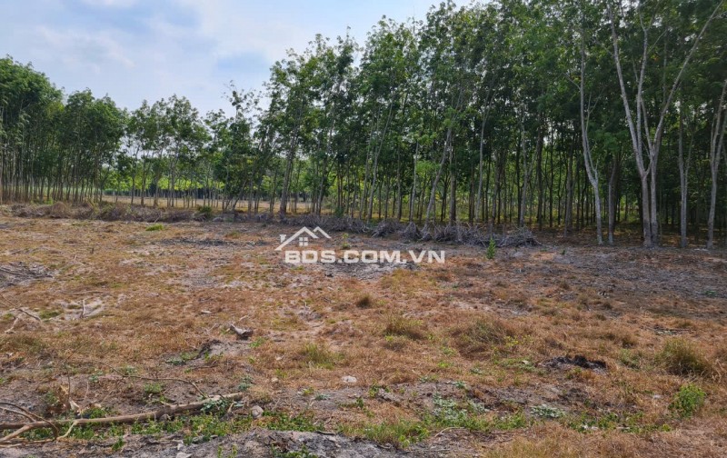 Tin sốc: Bán bằng mọi giá lô đất mặt tiền đường Phú Thuận, xã An Nhơn Tây, TP.HCM