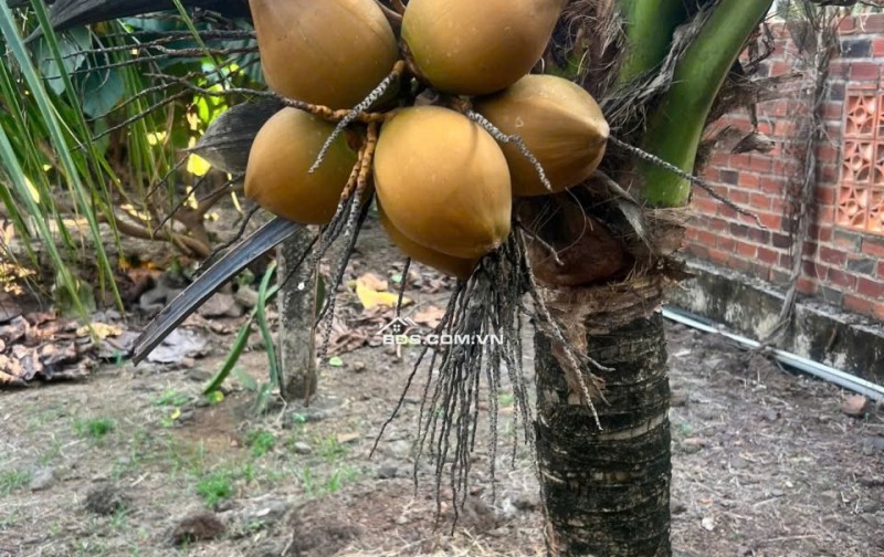 CẮT LỖ HƠN 3 TỶ Khu Nhà Vườn 2000M² – Cách Cổng 2 SÂN BAY LONG THÀNH Chỉ 5KM