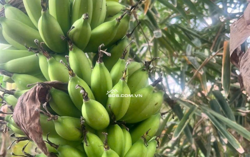 CẮT LỖ HƠN 3 TỶ Khu Nhà Vườn 2000M² – Cách Cổng 2 SÂN BAY LONG THÀNH Chỉ 5KM