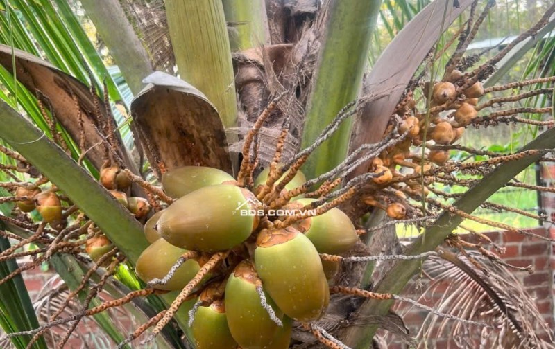 CẮT LỖ HƠN 3 TỶ Khu Nhà Vườn 2000M² – Cách Cổng 2 SÂN BAY LONG THÀNH Chỉ 5KM