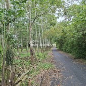 Cần sang nhượng gấp đất hẻm ô tô tải quay đầu đường Phú Thuận, Xã An Ninh Tây -TP.HCM