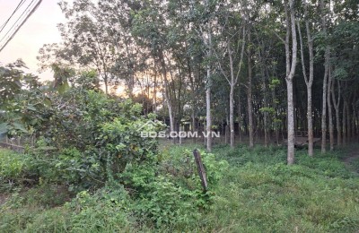 Cần thanh lý trong tháng lô đất HXH đường Phú Thuận, Huyện Củ Chi, TP.HCM