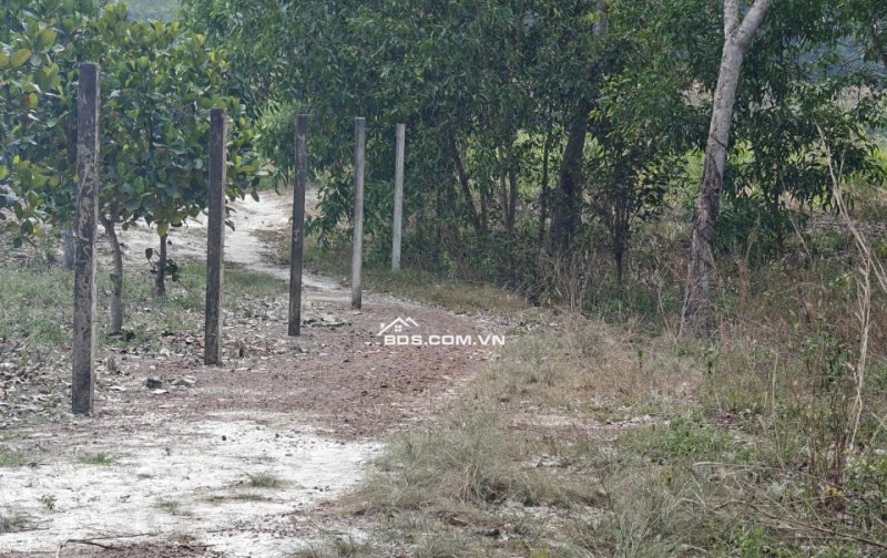 Cho thuê đất SKC chính chủ đã tách 5 sổ hồng giá 9,9 triệu/tháng