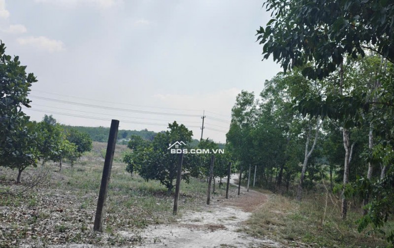 Cho thuê đất SKC chính chủ đã tách 5 sổ hồng giá 9,9 triệu/tháng