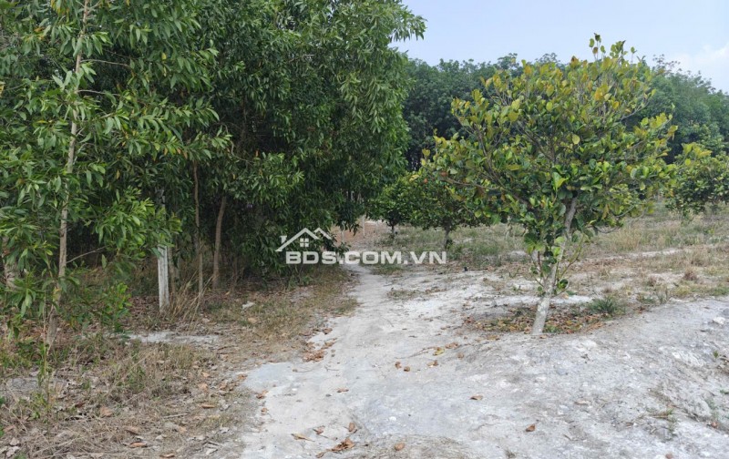 Cho thuê đất SKC chính chủ đã tách 5 sổ hồng giá 9,9 triệu/tháng