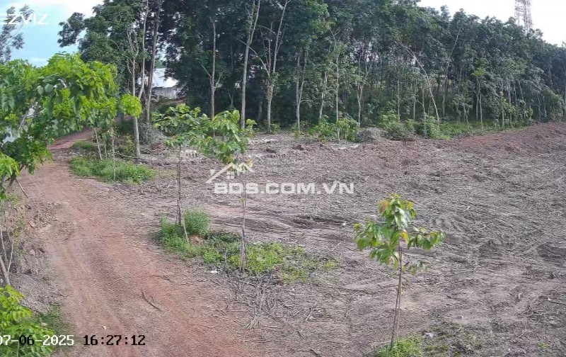 Cho thuê đất trống CLN tại xã An Long, TP. HCM, diện tích 4,5ha giảm từ 20 triệu còn 10 triệu/tháng