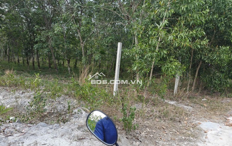 Cho thuê đất SKC chính chủ đã tách 5 sổ hồng giá 9,9 triệu/tháng