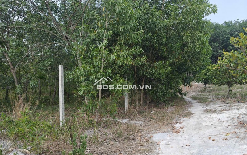 Cho thuê đất SKC chính chủ đã tách 5 sổ hồng giá 9,9 triệu/tháng