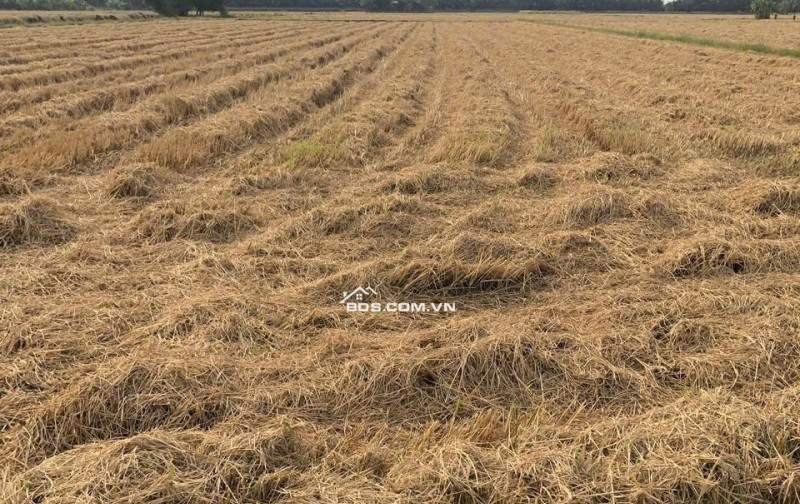 Bán đất nông nghiệp 5311m2 tại đường Bà Miêu, Tân Nhựt, Bình Chánh